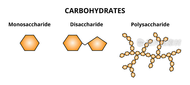 Vector set of three categories of carbohydrates – monosaccharide, disaccharide, and polysaccharide.